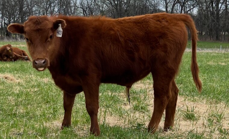 Two weaned ‘24 steers